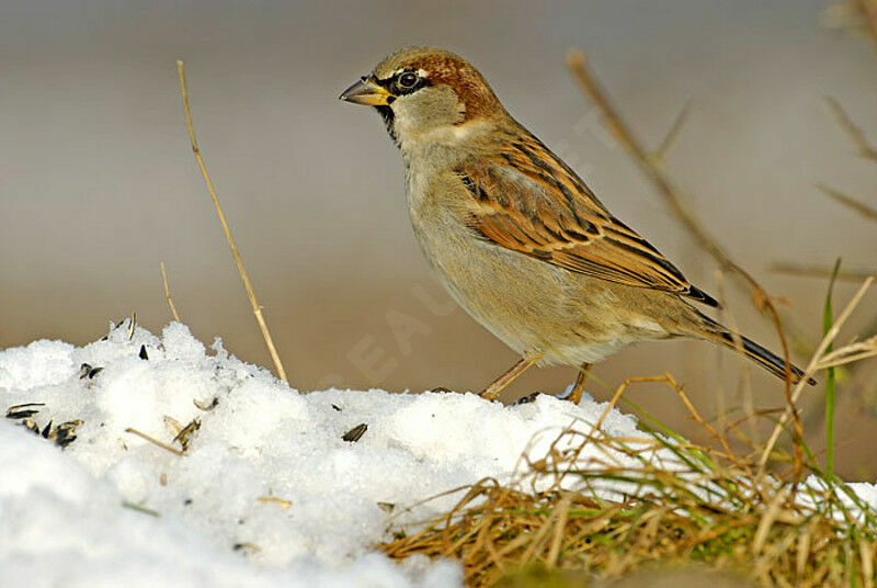 Moineau domestique mâle adulte internuptial