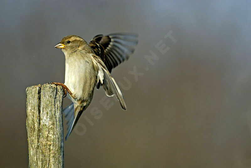 House Sparrow female adult post breeding