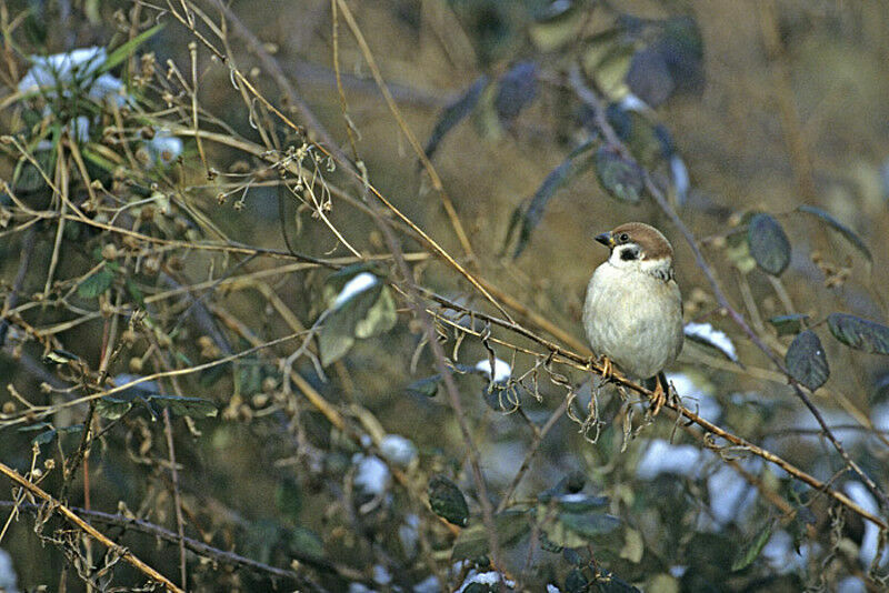 Eurasian Tree Sparrow