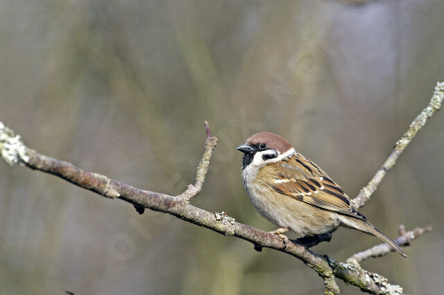 Eurasian Tree Sparrow