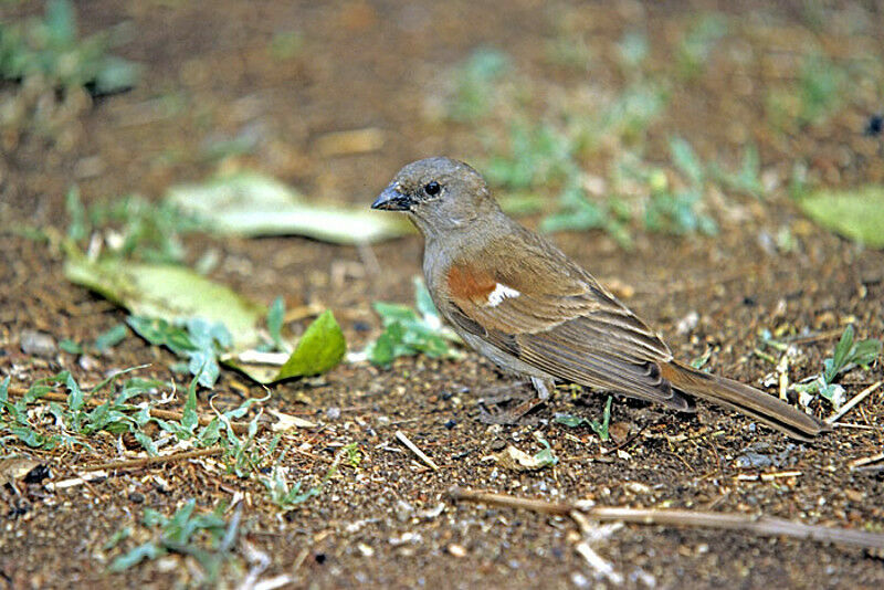 Parrot-billed Sparrow