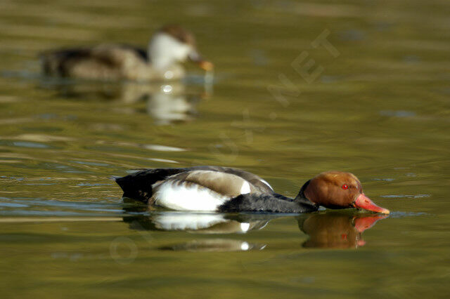 Red-crested Pochard