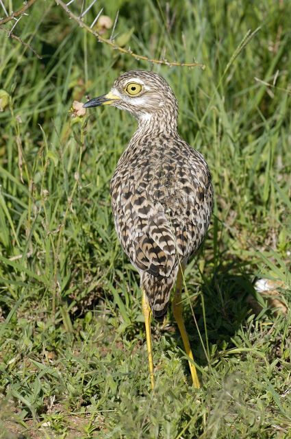 Spotted Thick-knee