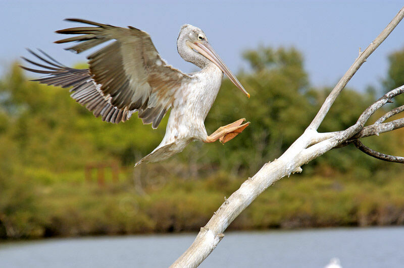 Pélican gris