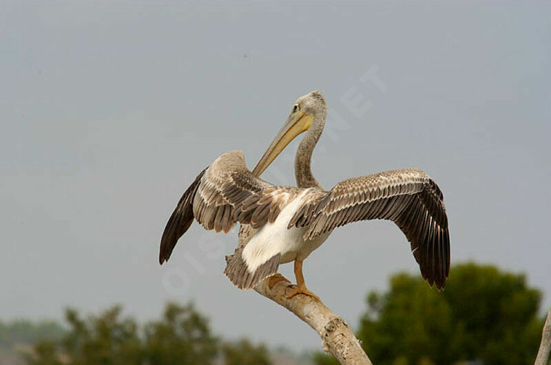 Pink-backed Pelican