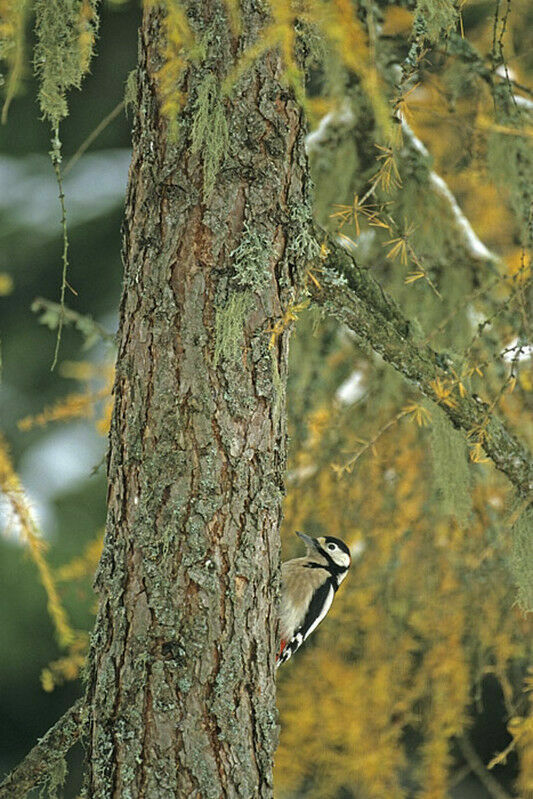 Great Spotted Woodpecker