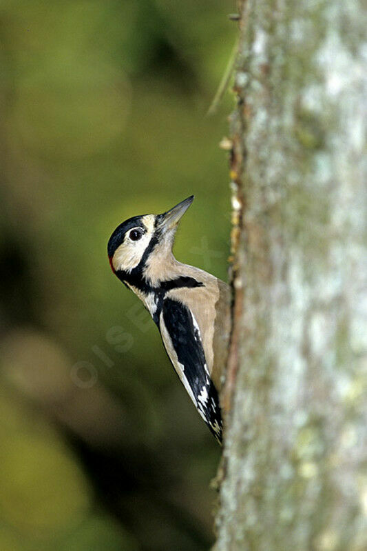 Great Spotted Woodpecker