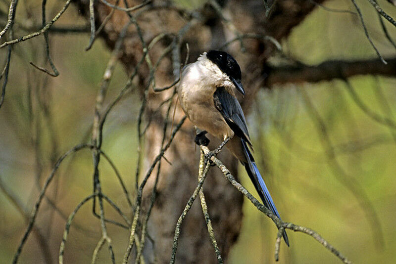 Iberian Magpie