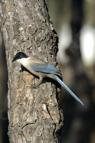 Iberian Magpieadult