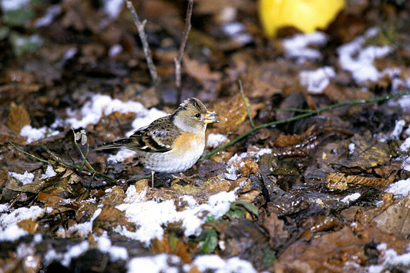 Brambling