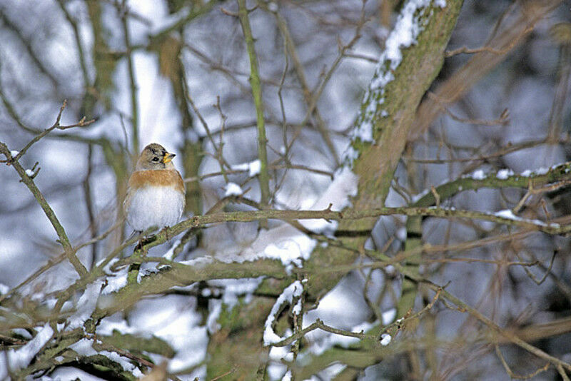 Brambling