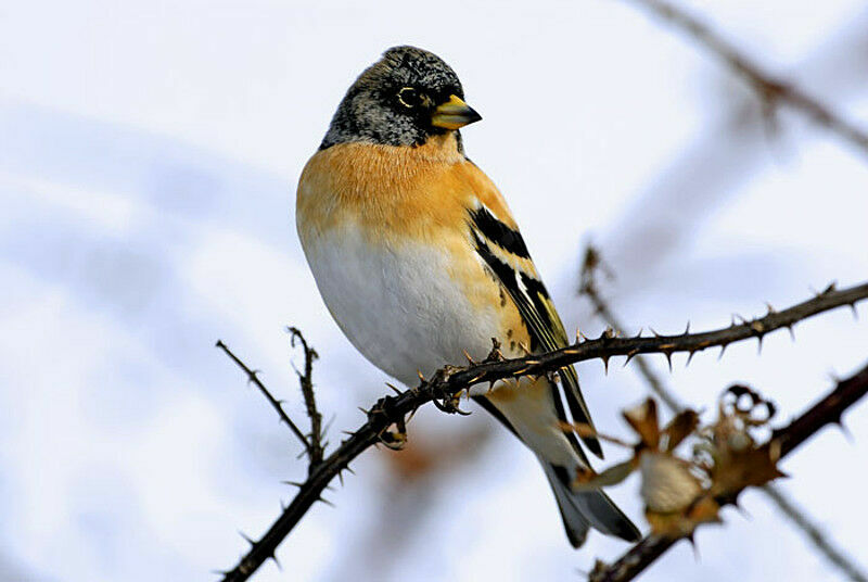 Brambling male adult post breeding