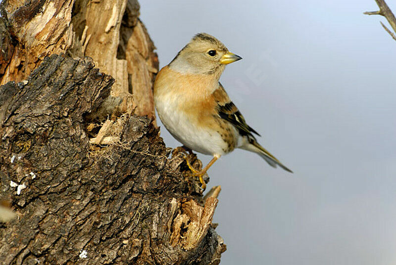 Brambling female adult post breeding