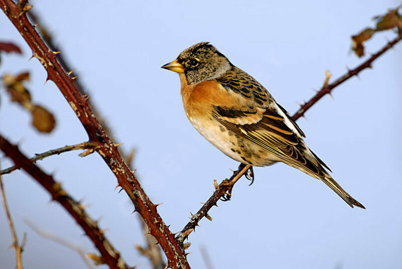 Brambling male adult post breeding