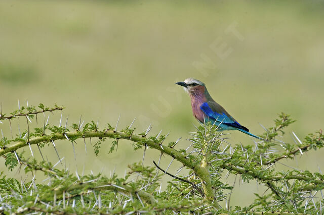 Lilac-breasted Roller