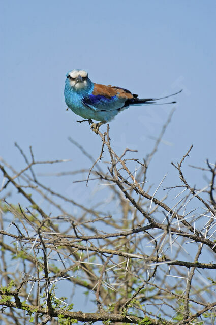 Abyssinian Roller