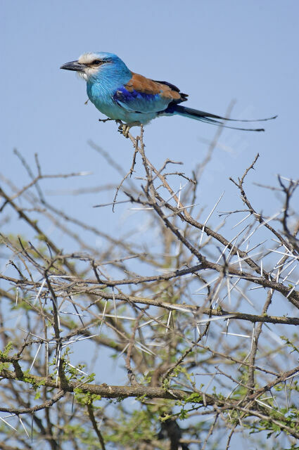 Abyssinian Roller