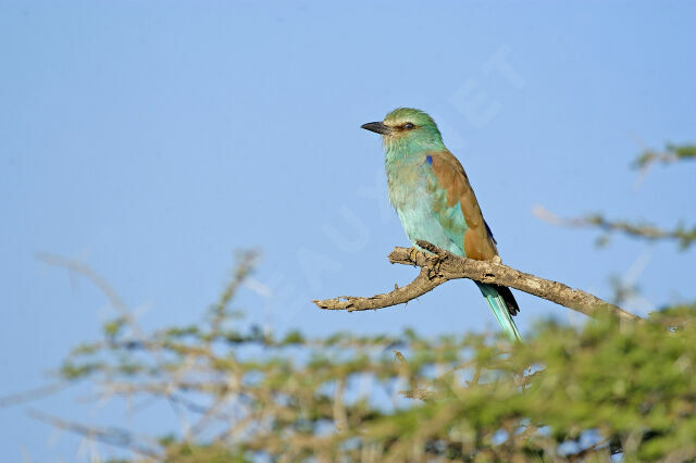 European Roller