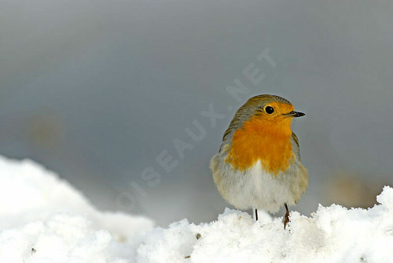 European Robinadult