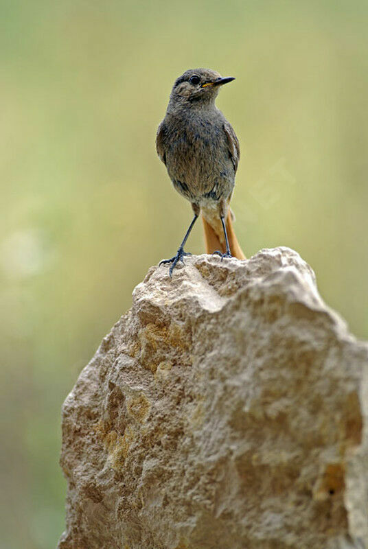 Black Redstart female adult