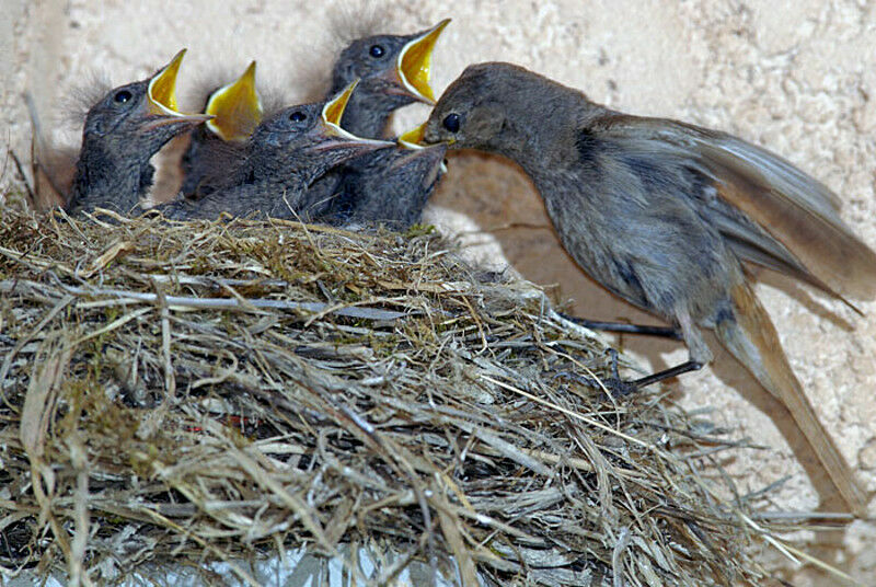 Rougequeue noir femelle adulte