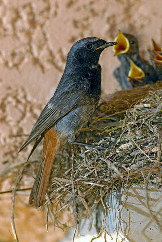 Rougequeue noir mâle adulte nuptial