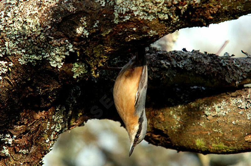 Eurasian Nuthatch