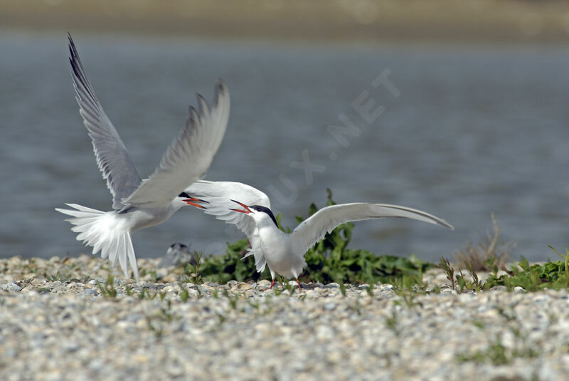 Common Tern