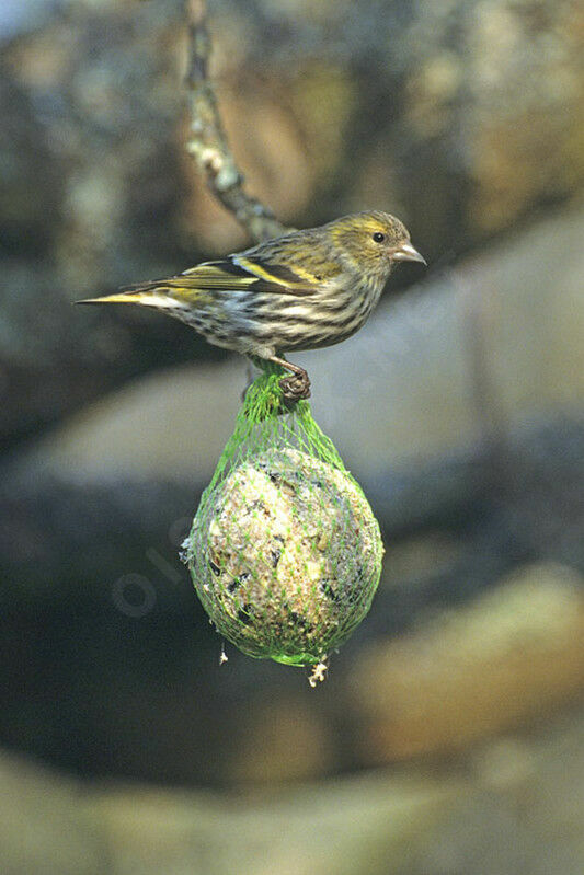 Eurasian Siskin