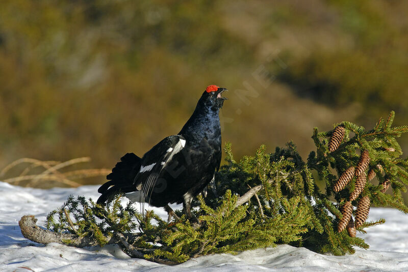 Black Grouse