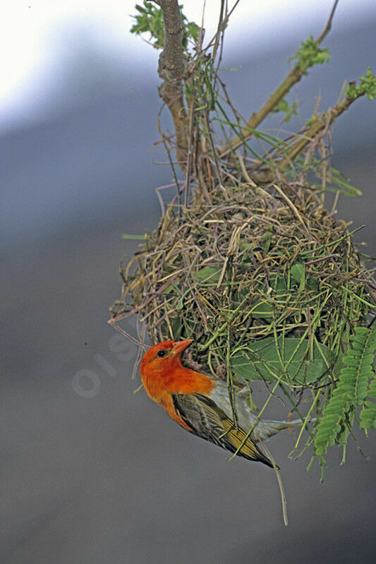 Red-headed Weaver