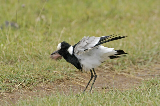 Blacksmith Lapwing