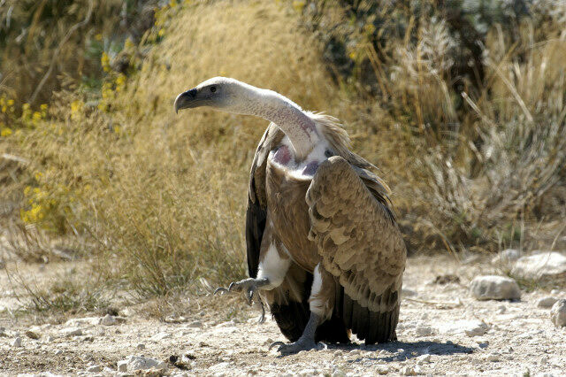 Vautour fauveimmature