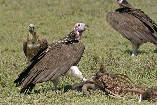 Lappet-faced Vulture