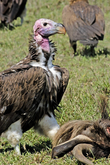 Lappet-faced Vulture