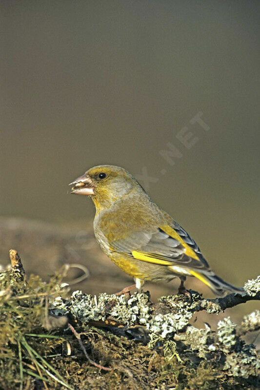 European Greenfinch