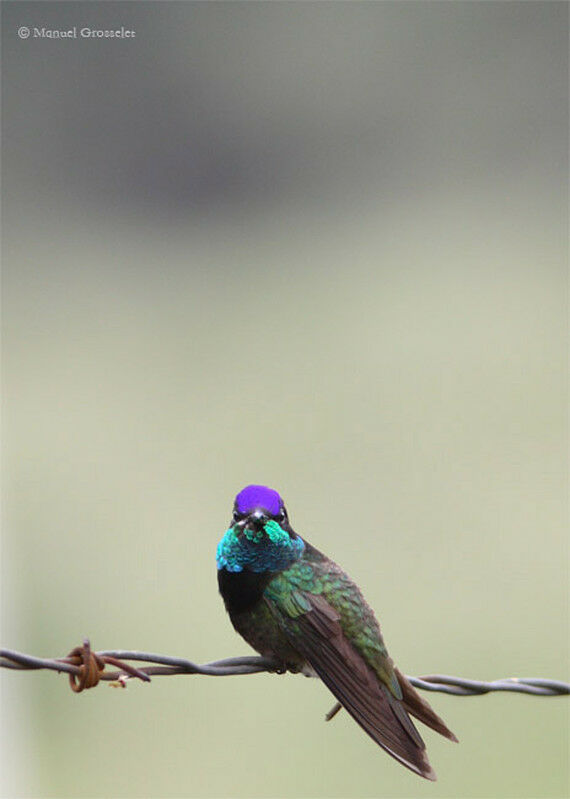 Rivoli's Hummingbird male adult