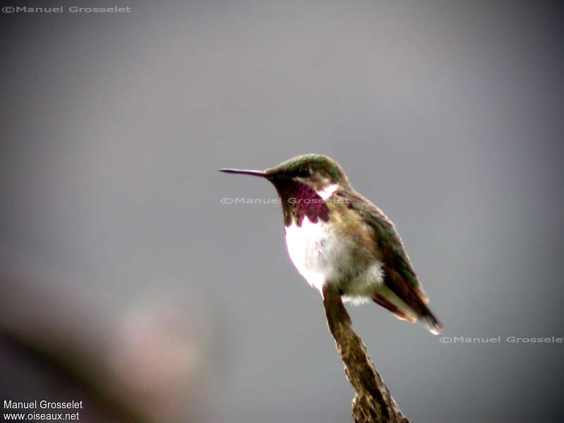 Bumblebee Hummingbird male adult breeding