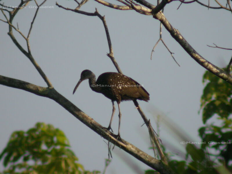 Limpkin