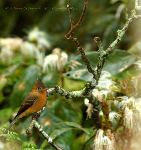 Northern Tufted Flycatcher