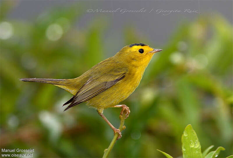 Wilson's Warbler male adult, identification