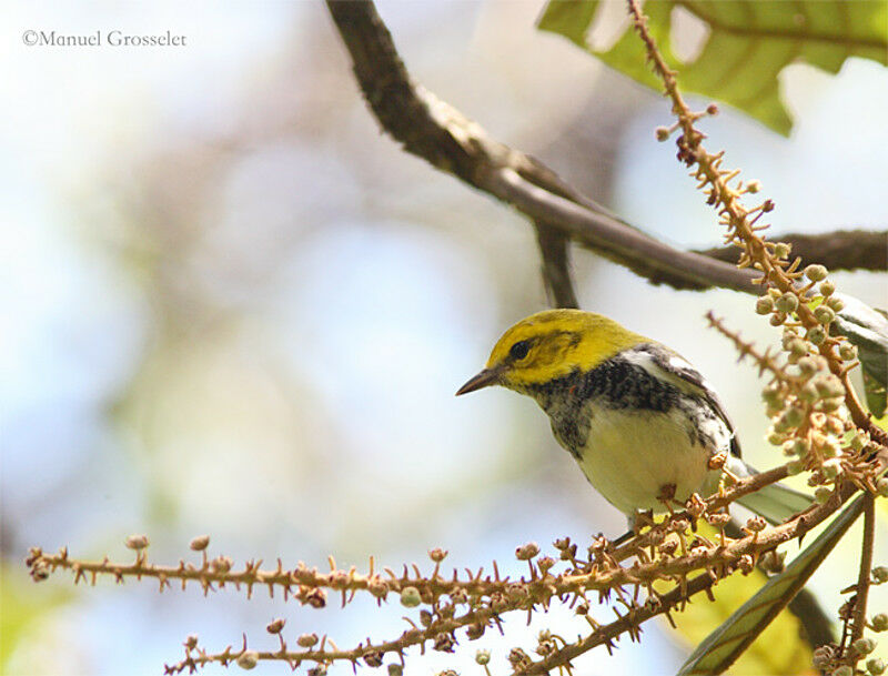 Black-throated Green Warbler male