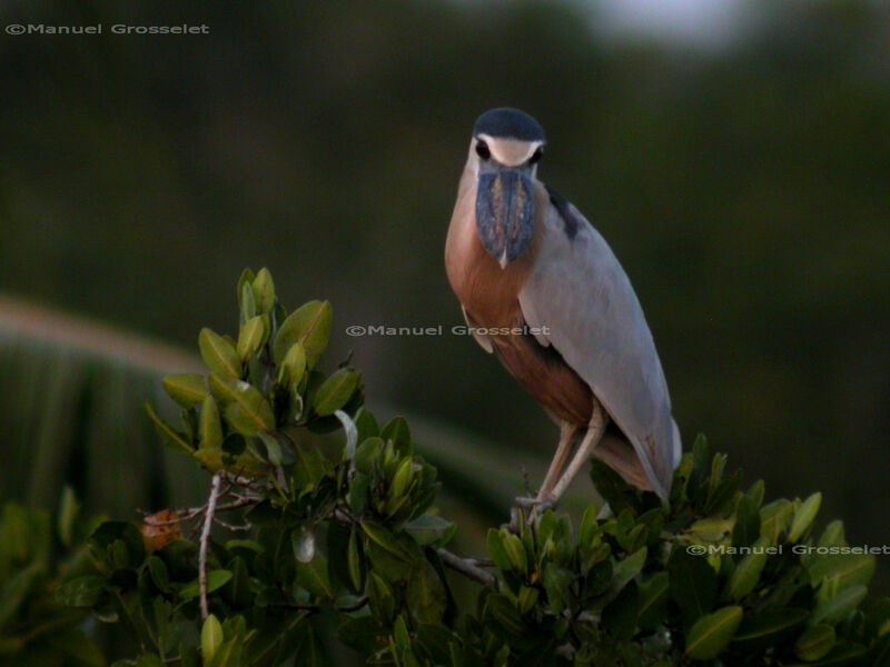 Boat-billed Heronadult