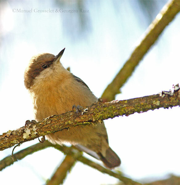 Pygmy Nuthatch