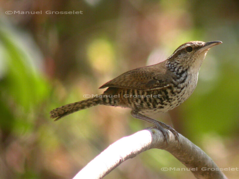 Banded WrenFirst year