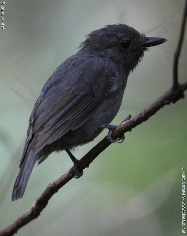 Dusky-throated Antshrikeadult