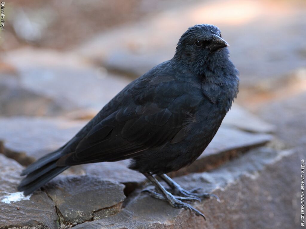 Chopi Blackbird