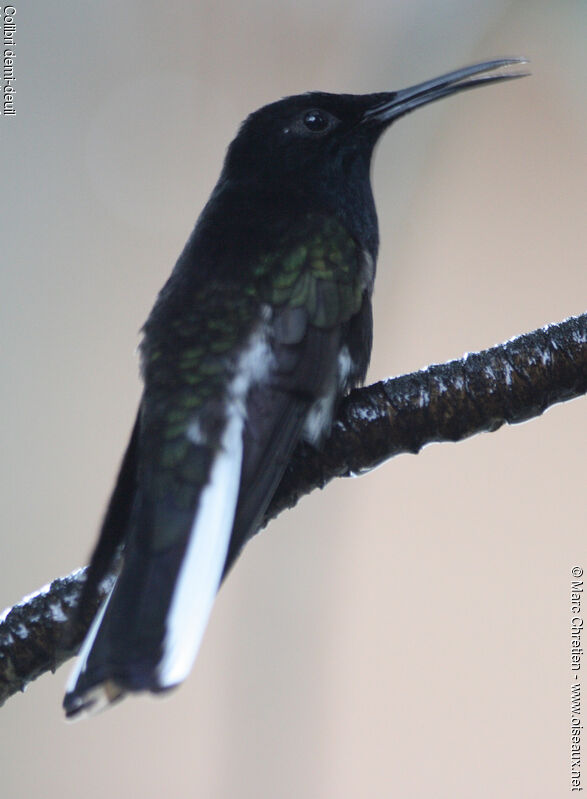 Colibri demi-deuil