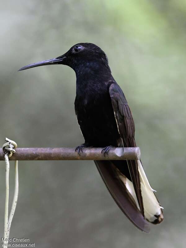 Colibri demi-deuiladulte