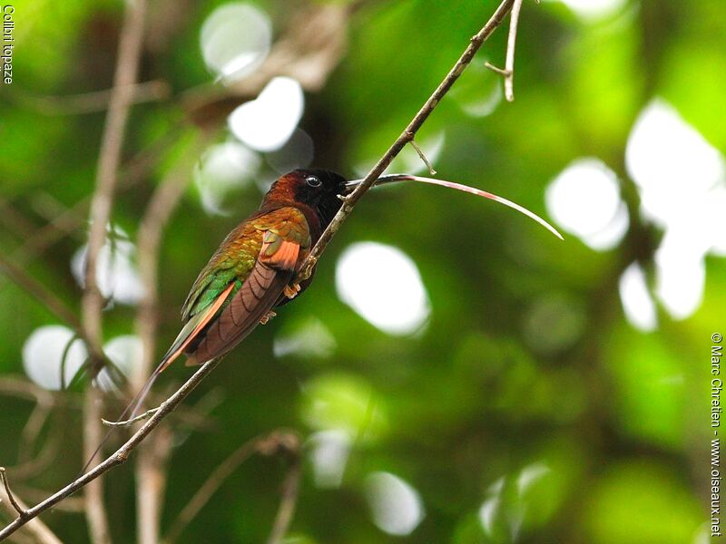 Colibri topaze mâle adulte